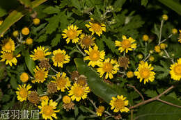 Image of Chrysanthemum lavandulifolium var. tomentellum Hand.-Mazz.