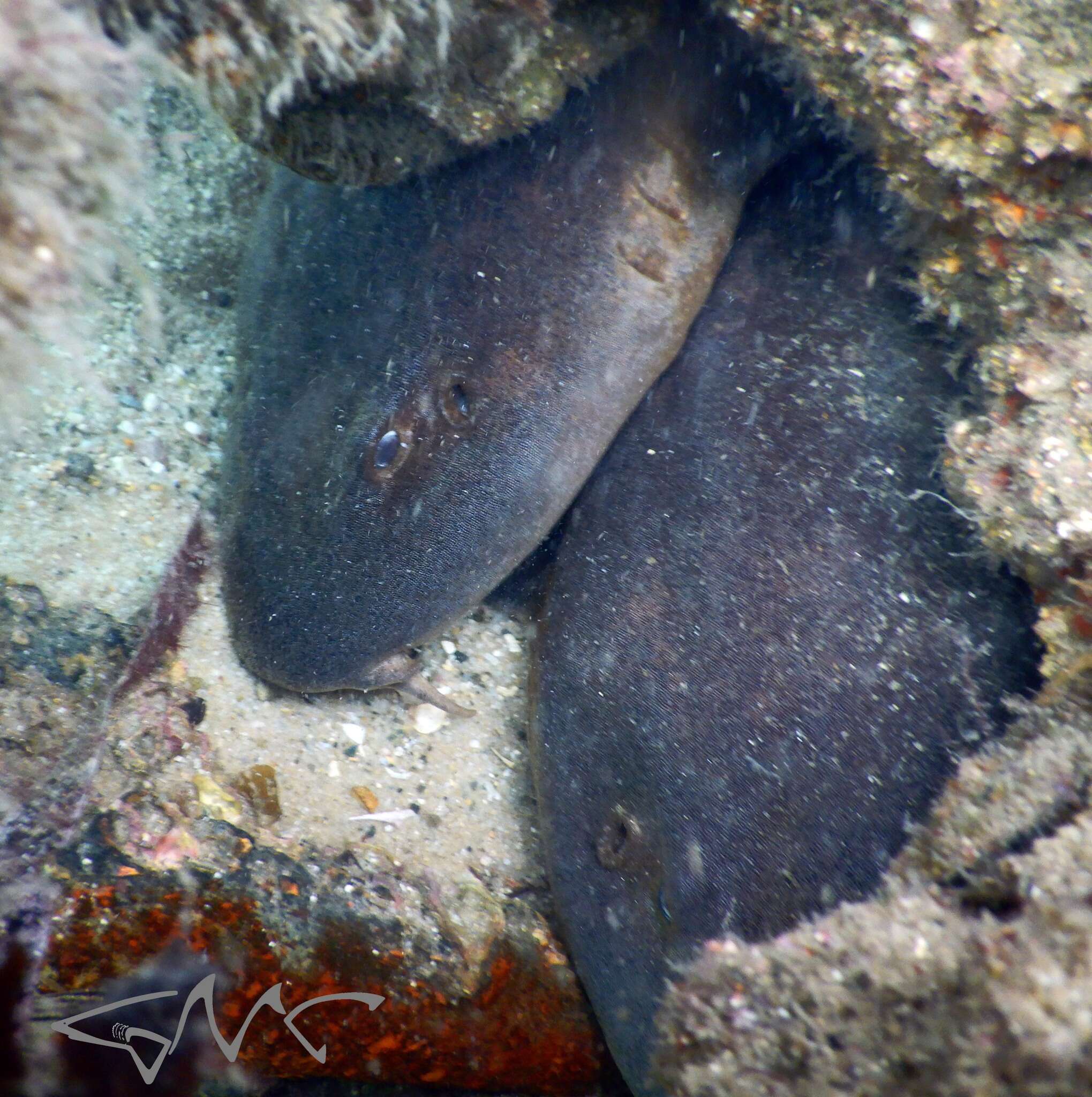 Image of blind sharks