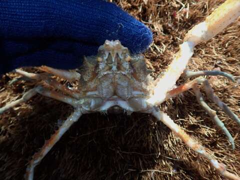 Image of Pacific lyre crab