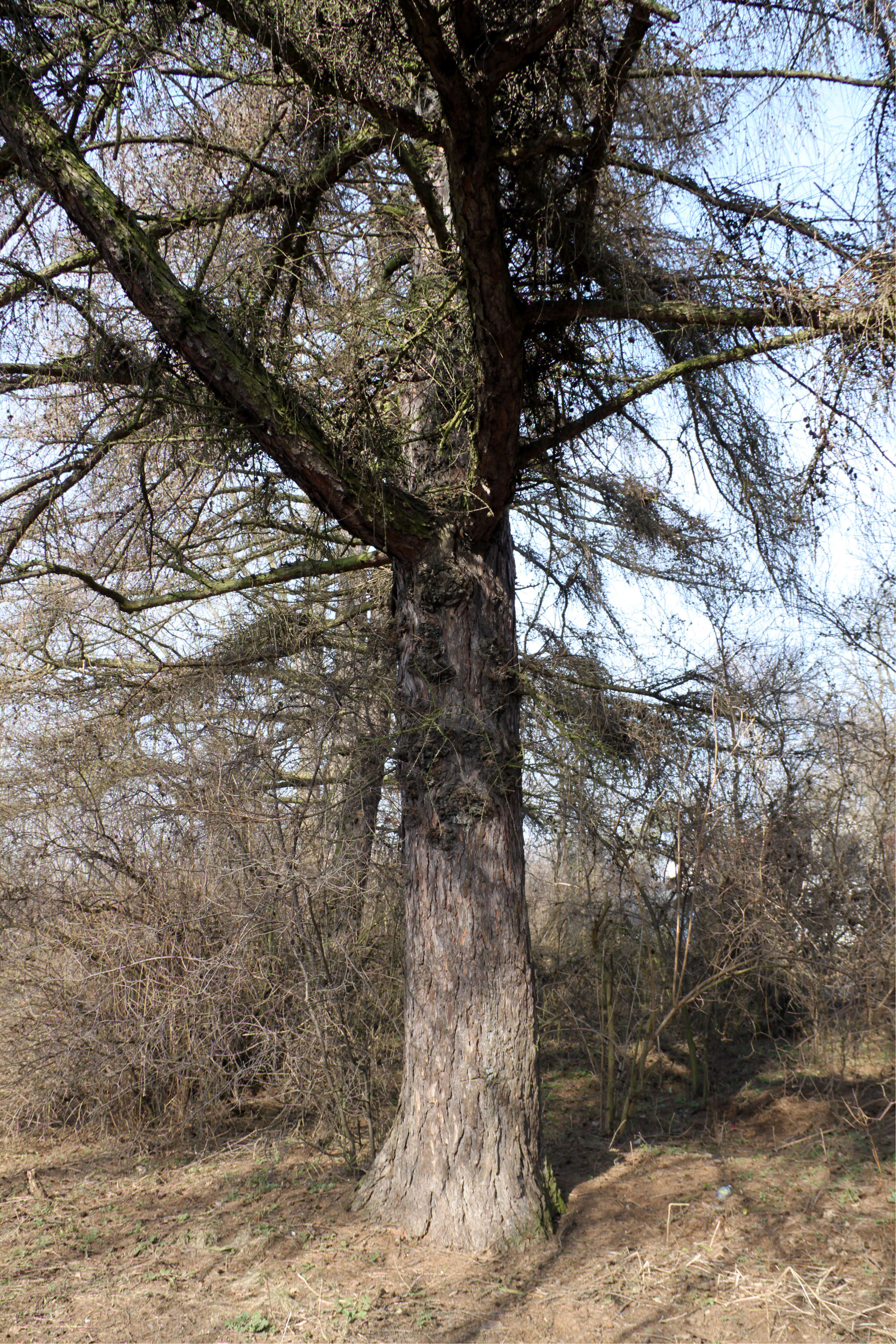 Image of European Larch