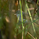 Image of Swamp Grass Babbler