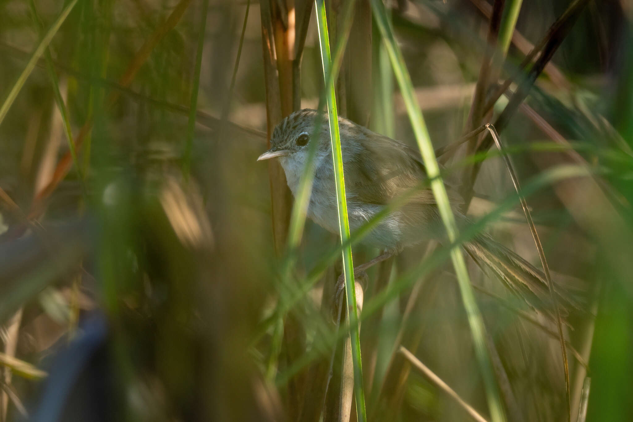 Image of Swamp Grass Babbler