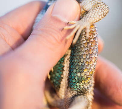 Sceloporus uniformis Phelan & Brattstrom 1955的圖片