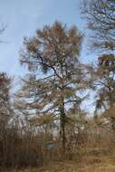 Image of European Larch