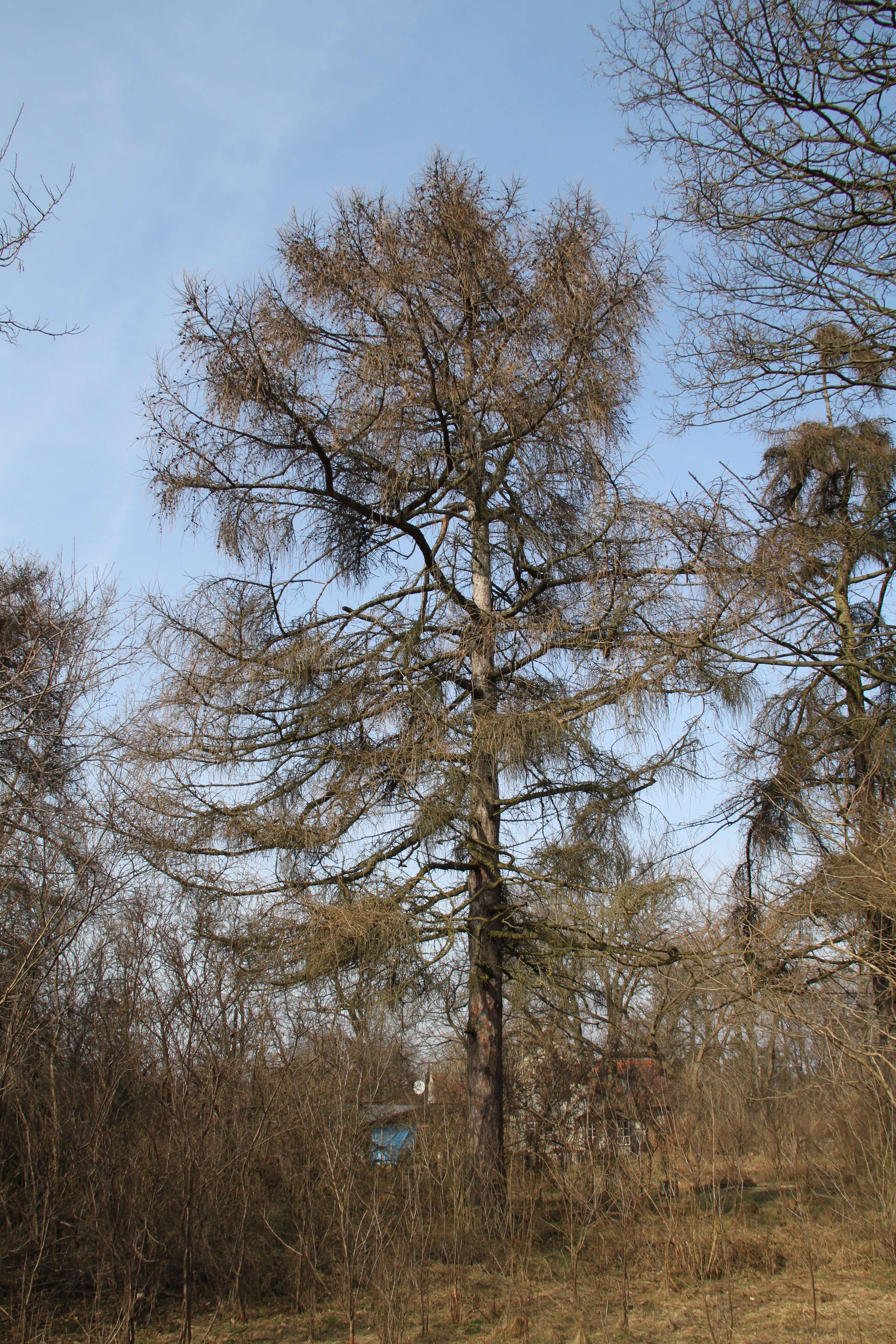 Image of European Larch