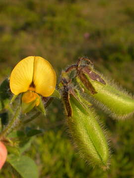 Image of Crotalaria obscura DC.