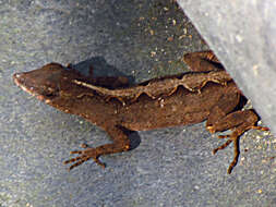 Image of Bahaman brown anole