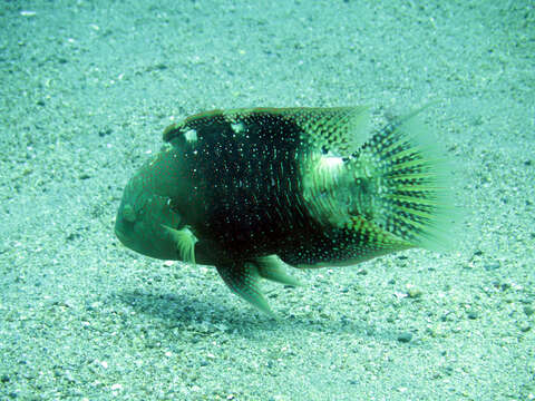 Image of Abudjubbe’s splendor wrasse