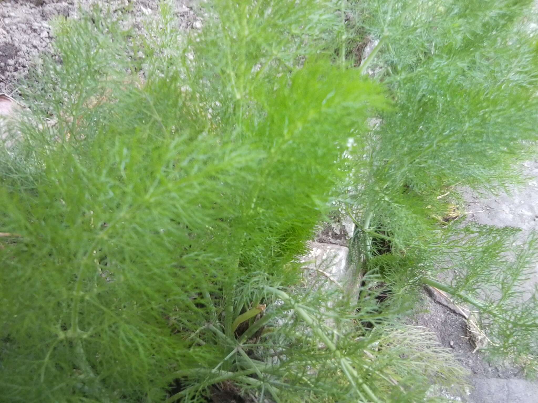 Image of fennel