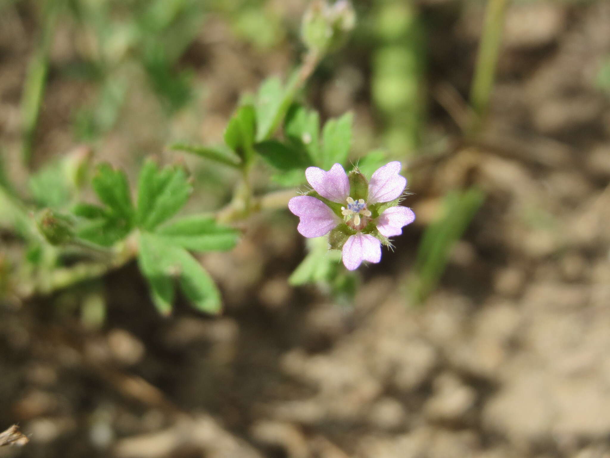 Imagem de Geranium pusillum L.