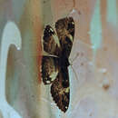 Image of Erebus terminitincta Fletcher 1957