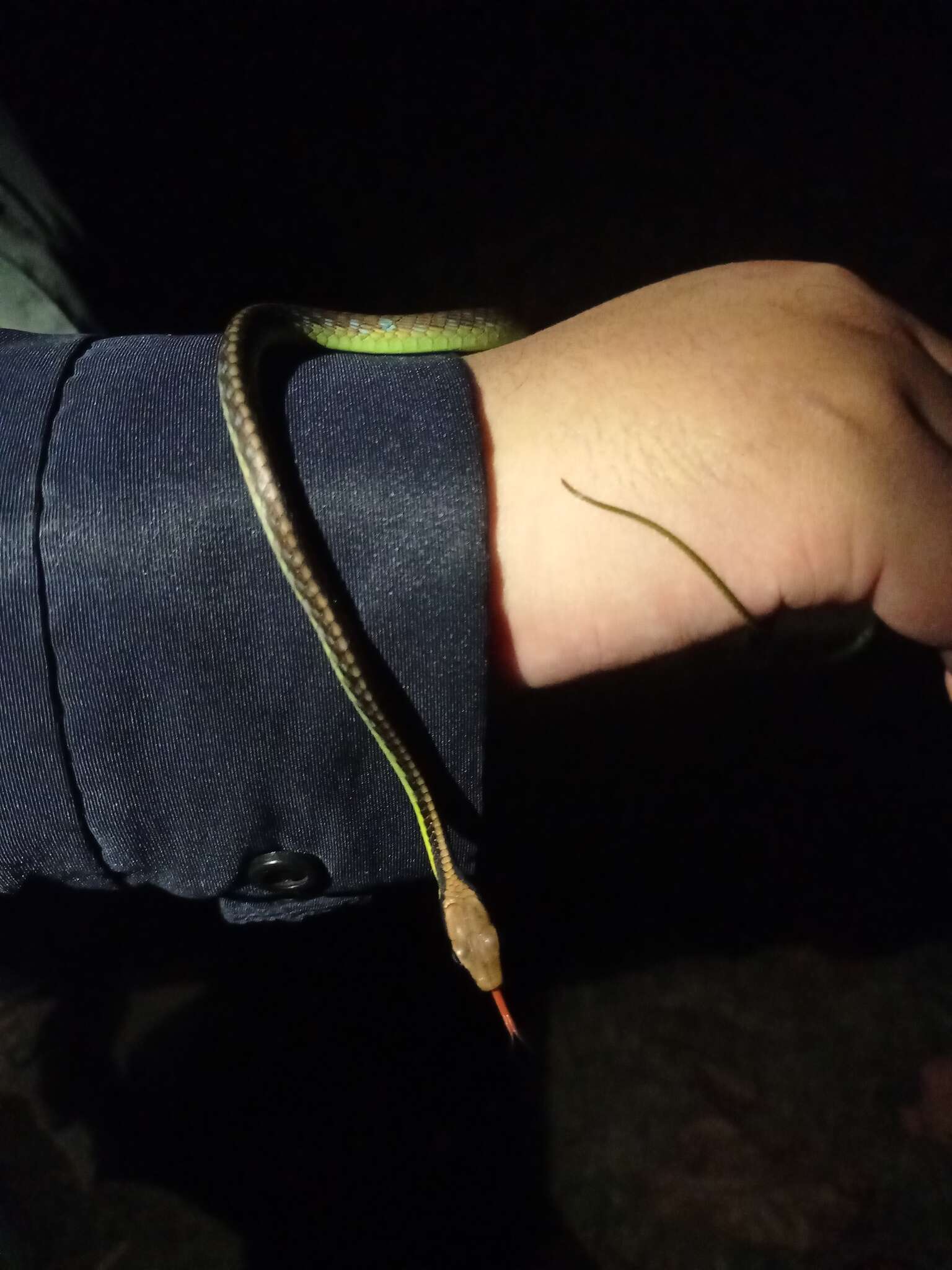 Image of Underwood’s Bronzeback snake