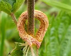 Image of nettle rust (fungus)