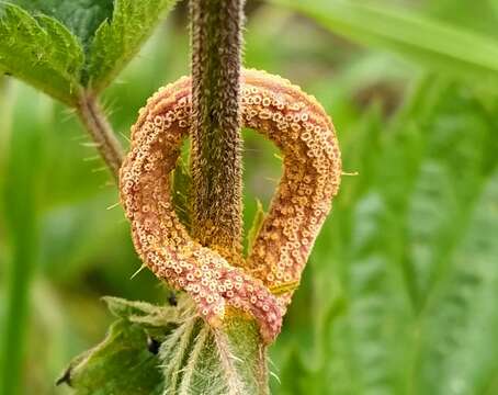 Imagem de Puccinia urticata F. Kern 1917