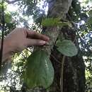 Image of Forest raisin