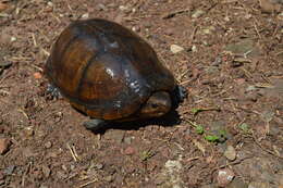 Image of Herrara’s Mud Turtle