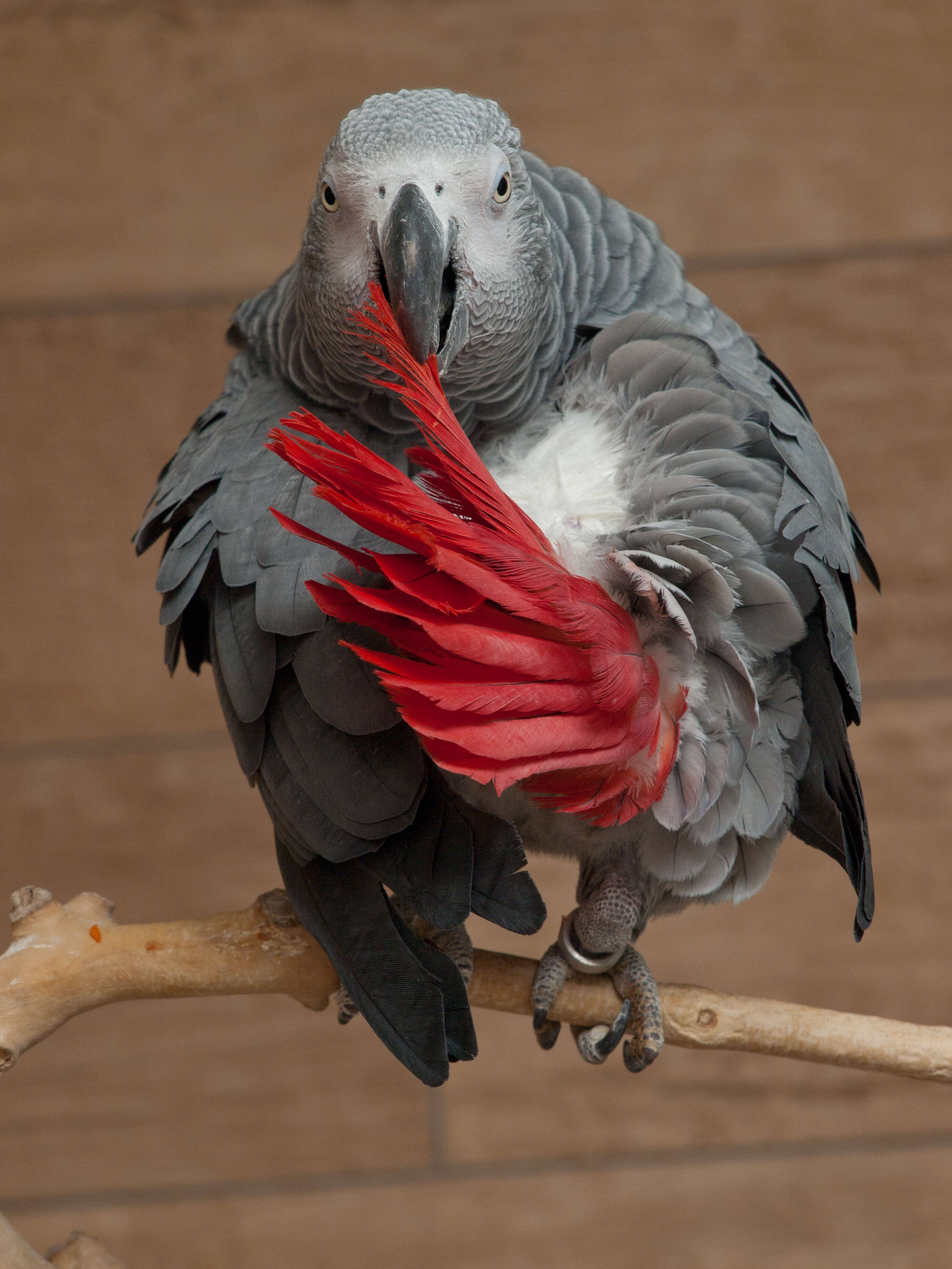 Image de Psittacus Linnaeus 1758