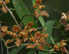 Image of Cyrtochilum trifurcatum (Lindl.) Kraenzl.