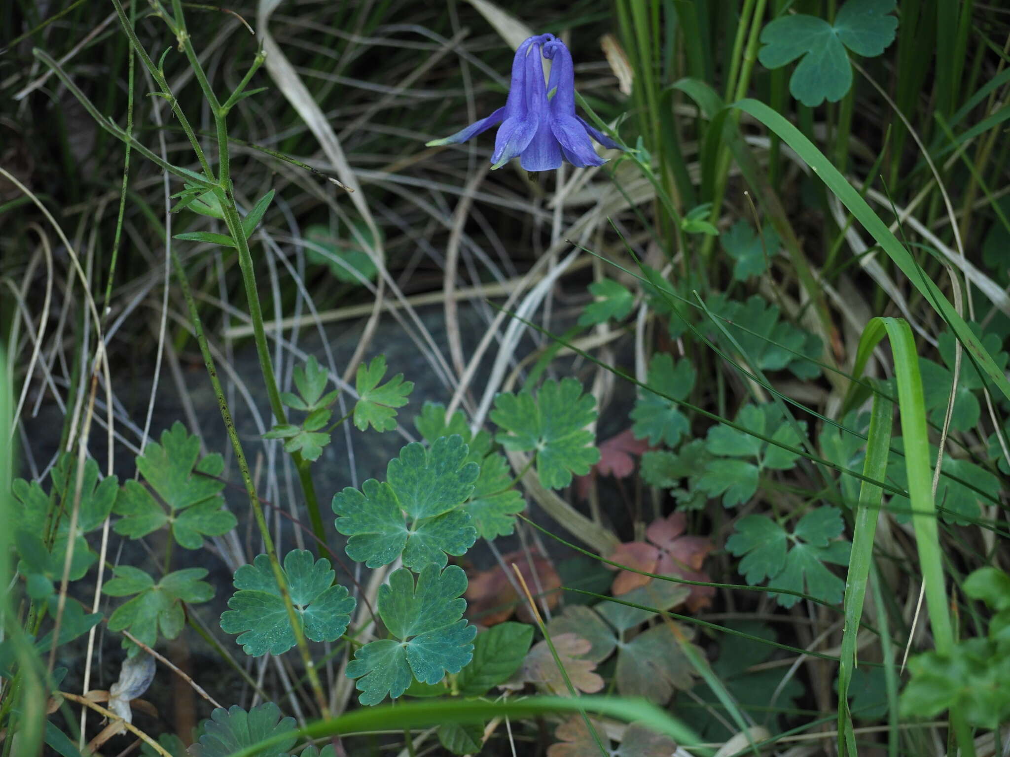 Image of Aquilegia ophiolithica Barberis & E. Nardi