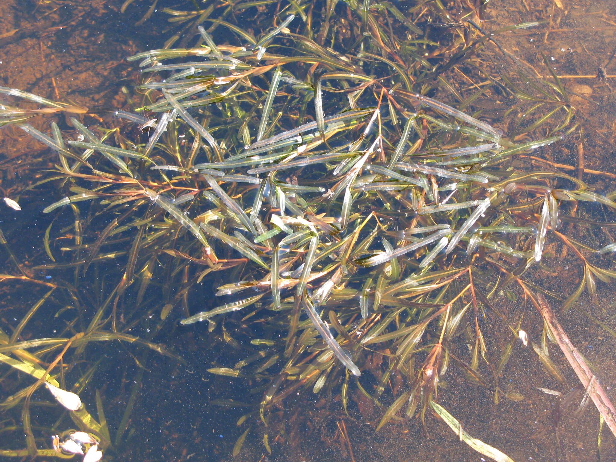 Image of Blunt-leaved Pondweed