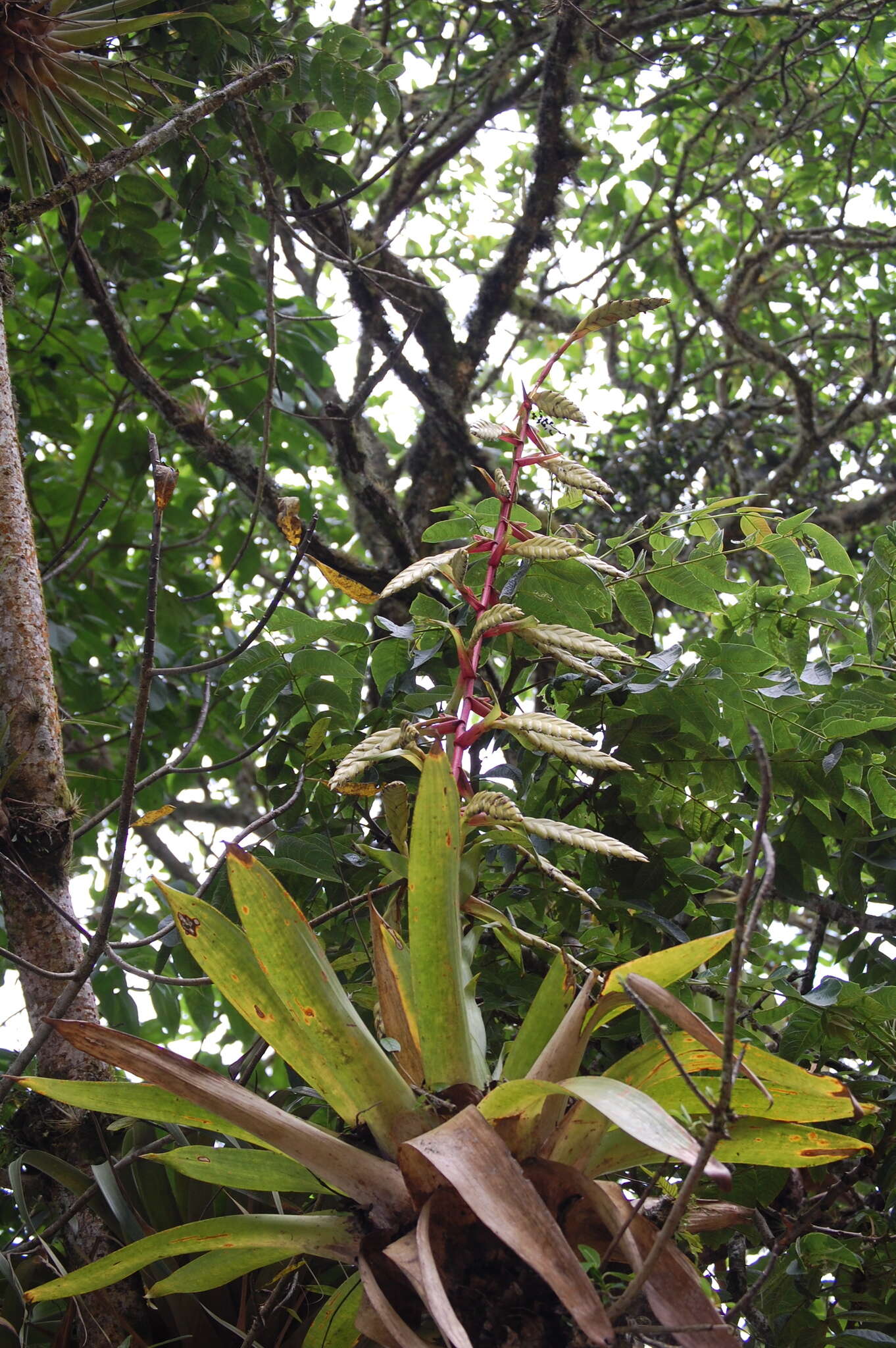 Image of Tillandsia fendleri Griseb.