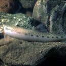 Image of Long-faced Loach