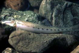 Image of Long-faced Loach