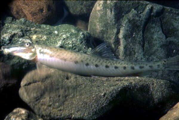 Image of Long-faced Loach