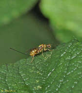 Слика од Megastigmus aculeatus (Swederus 1795)