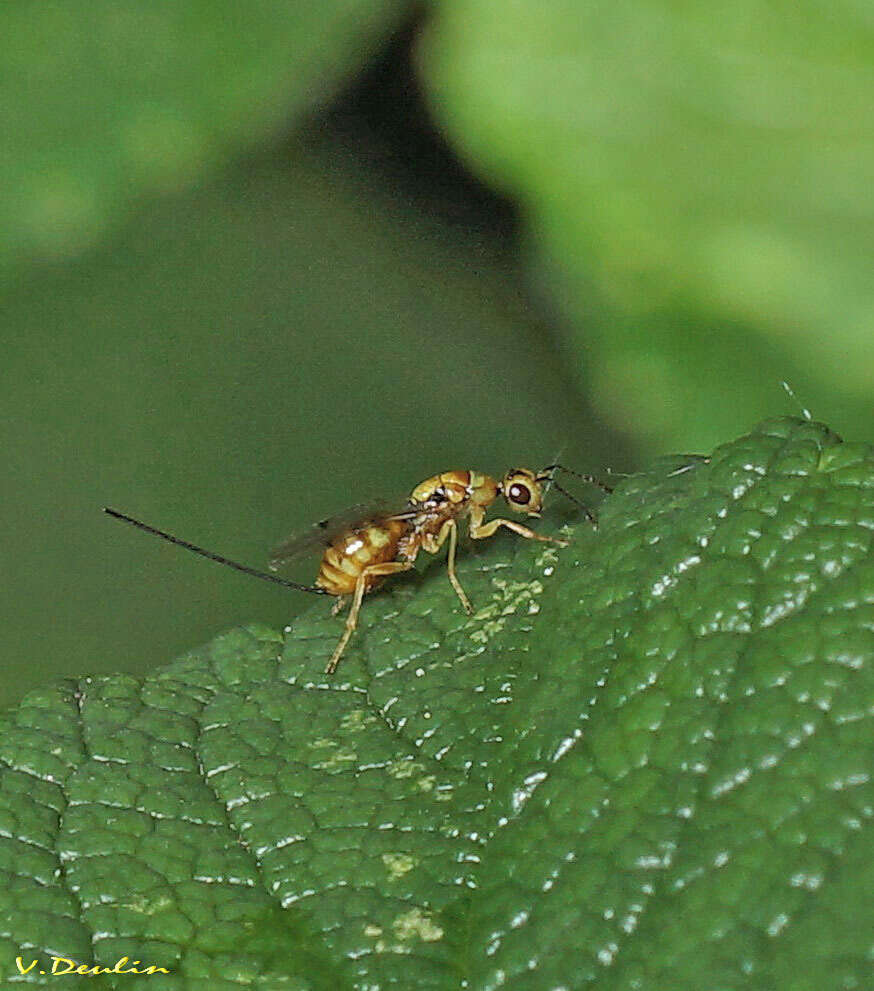 Megastigmus aculeatus (Swederus 1795) resmi