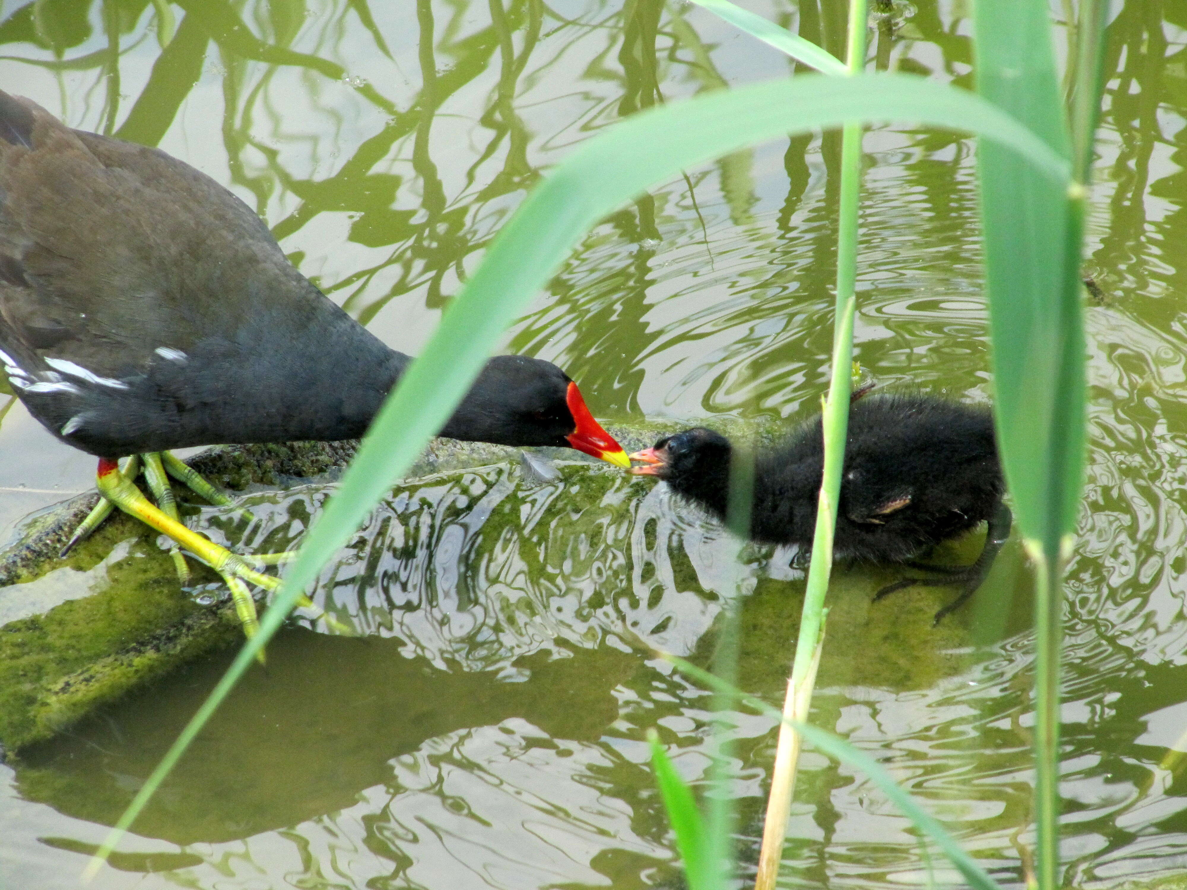 Image of Common Moorhen