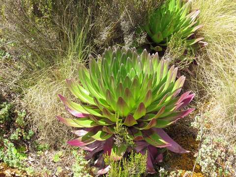 Imagem de Lobelia gregoriana subsp. gregoriana