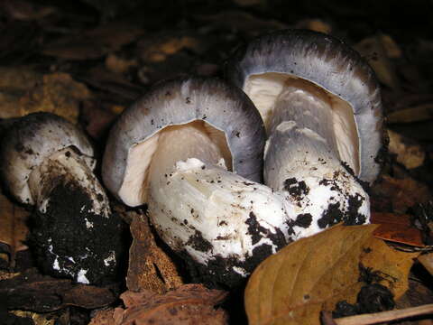 Image of Bloxam's entoloma