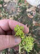 Слика од Sedum mexicanum Britton