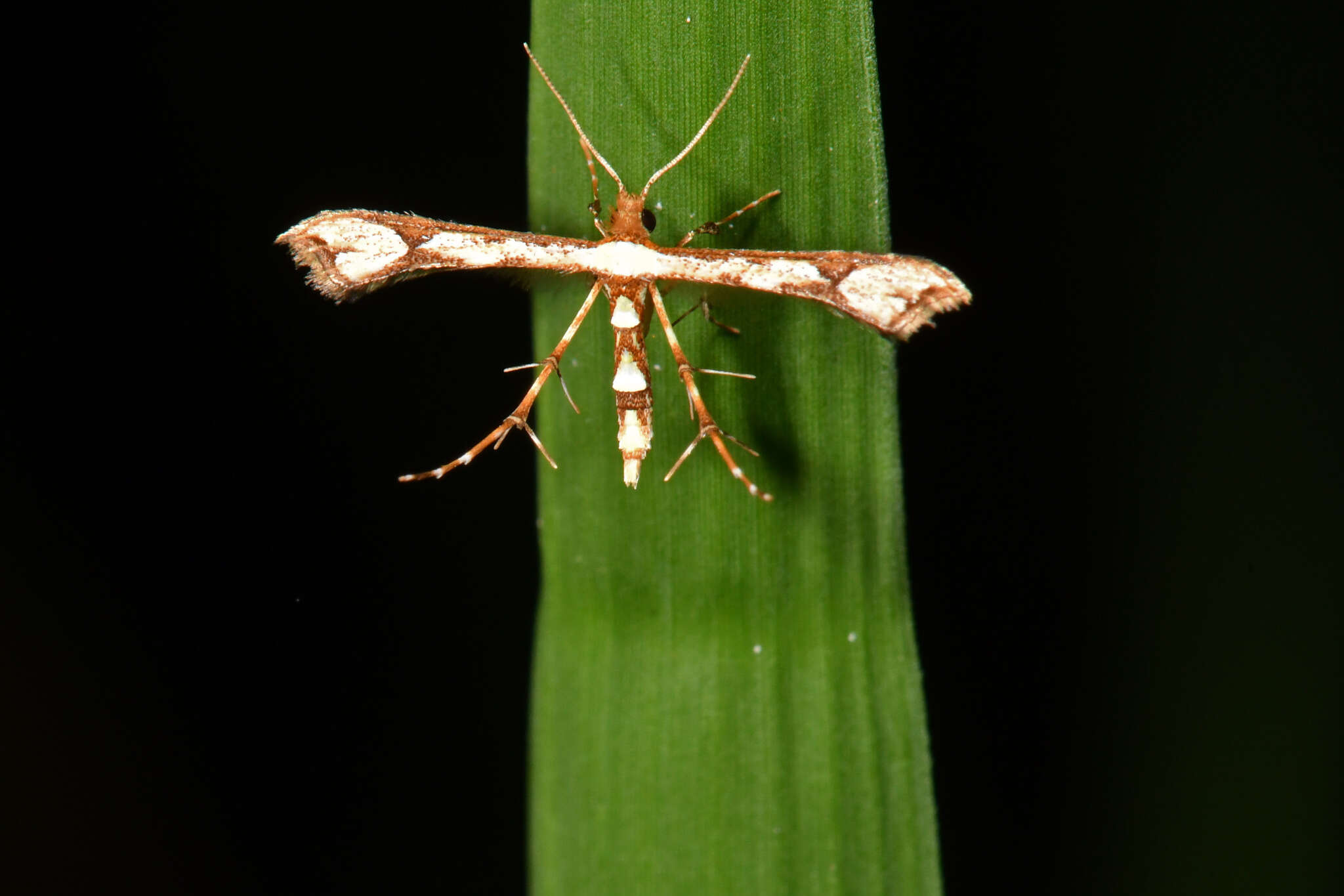 Image of Ochyrotica fasciata Walsingham 1891