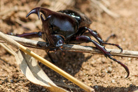 Image of Xylotrupes sumatrensis Minck 1920