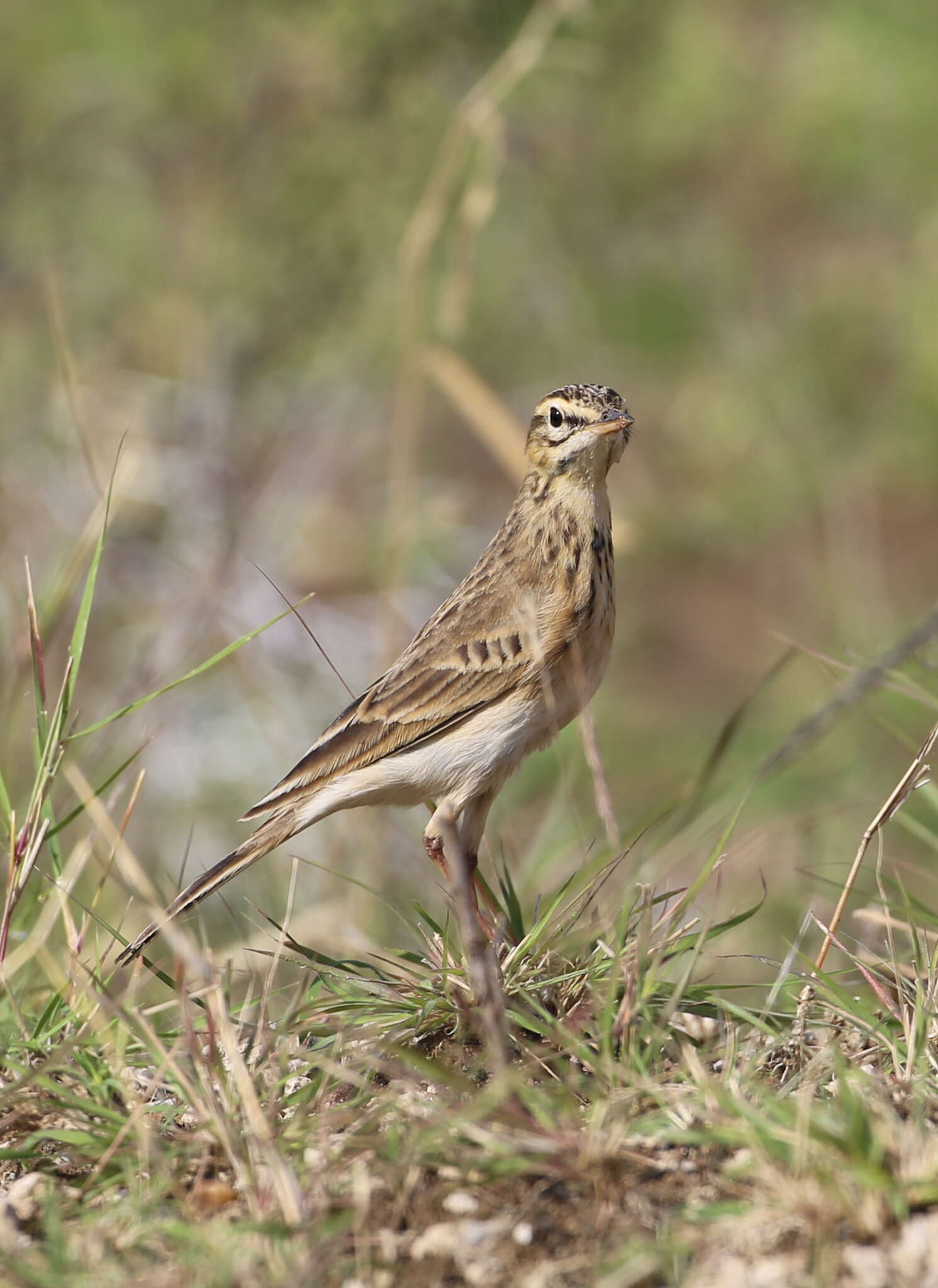 Image of Anthus cinnamomeus bocagii Nicholson 1884