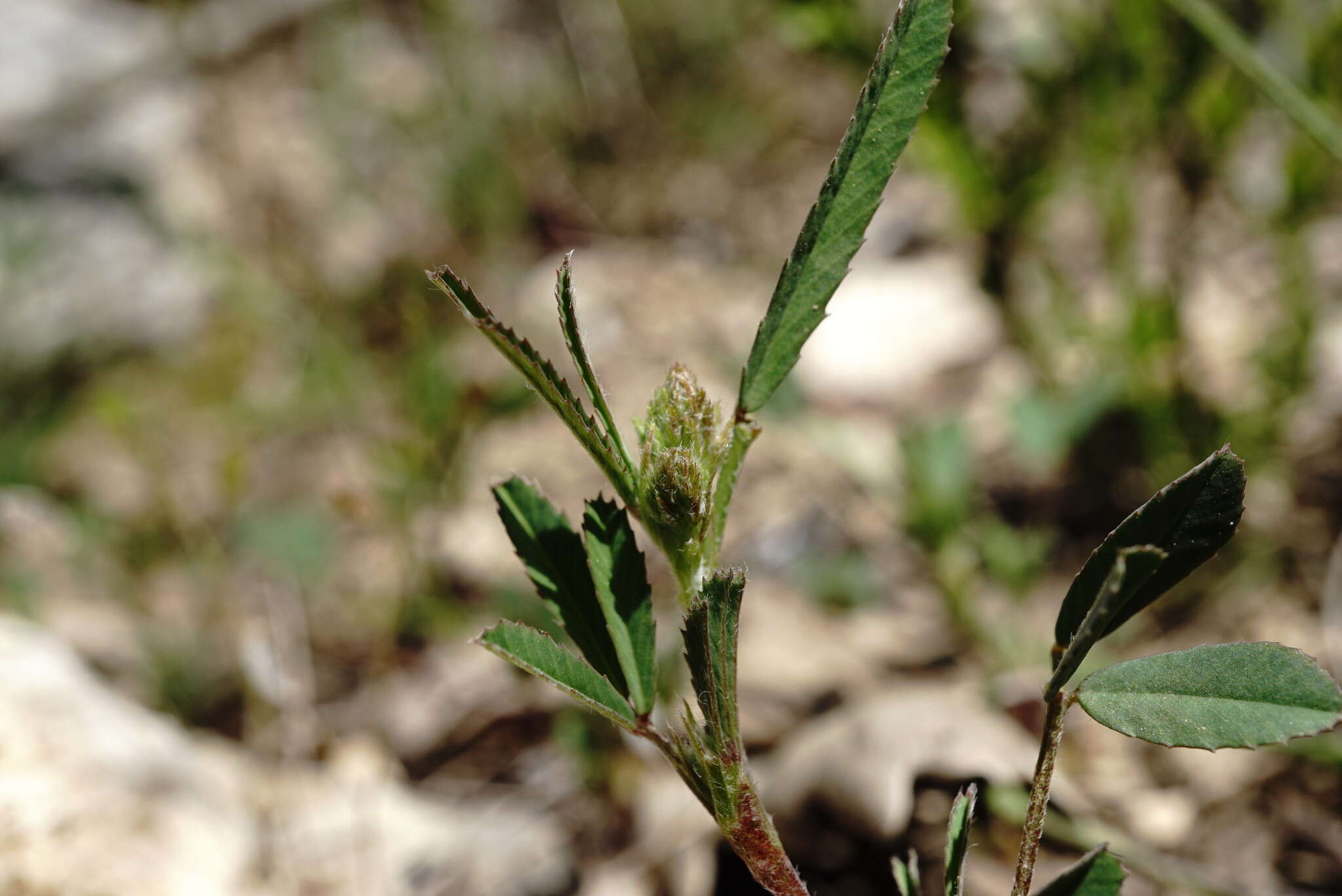 Image of Trigonella spicata Sm.