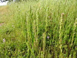 Image of attenuate Indian paintbrush