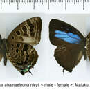 Image of Arhopala chamaeleona Bethune-Baker 1903