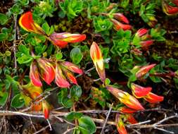 Image of Alpine Birdsfoot-trefoil