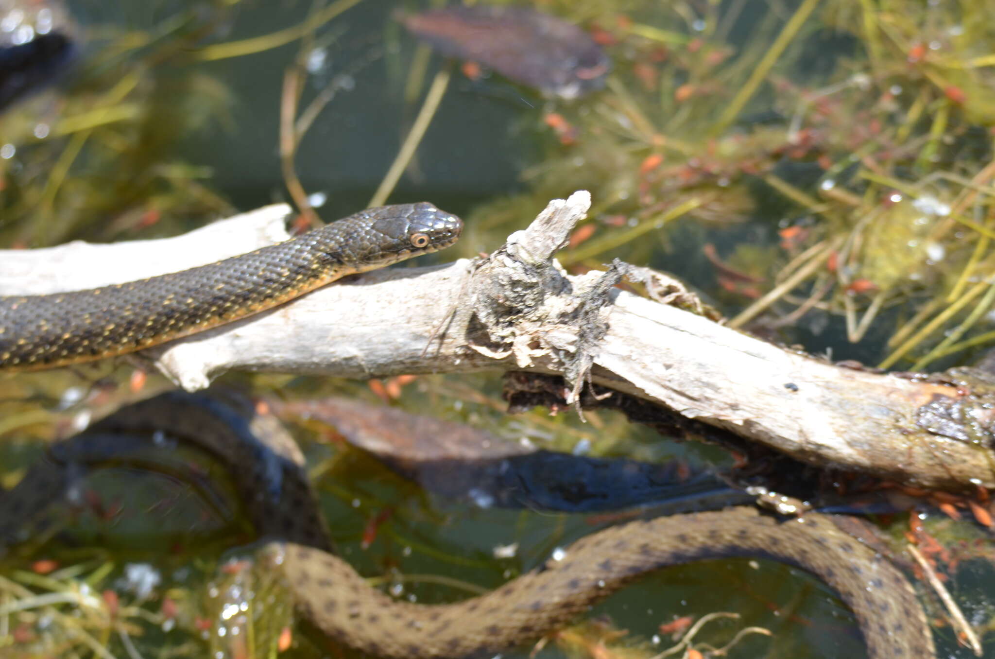 Image of Dice Snake