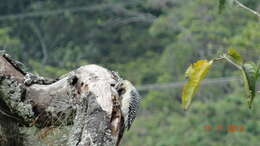 Image of Red-crowned Woodpecker