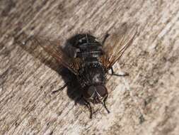 Image of Narrow-cheeked cluster fly