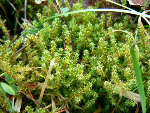 Image of square goose neck moss