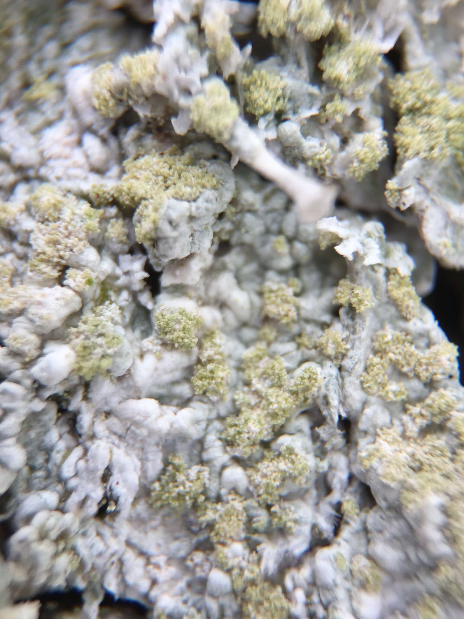 Image of crabseye lichen