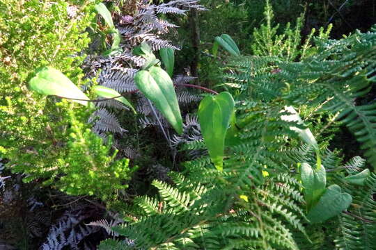 Image of Dioscorea burchellii Baker