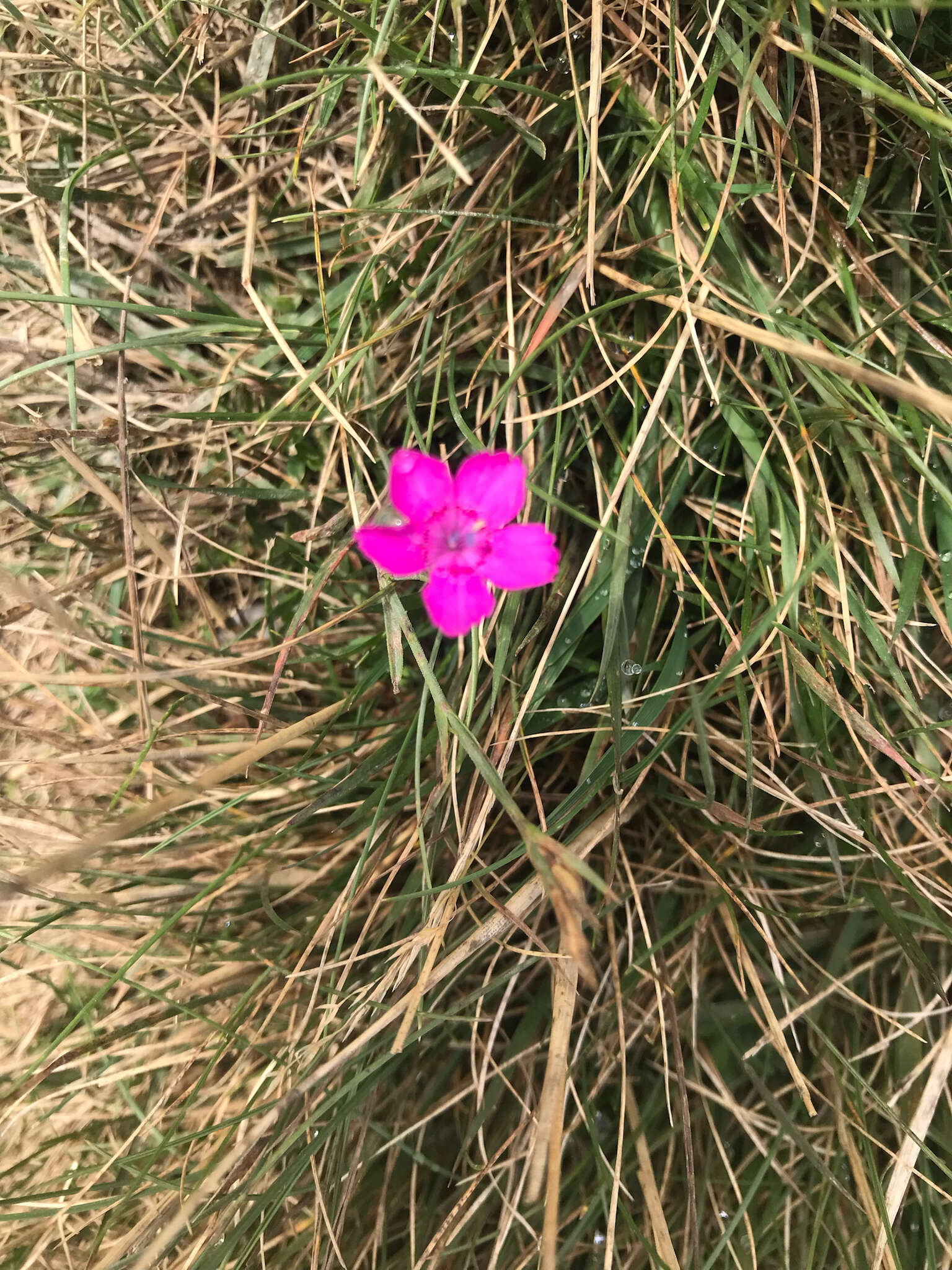 Imagem de Dianthus deltoides subsp. deltoides