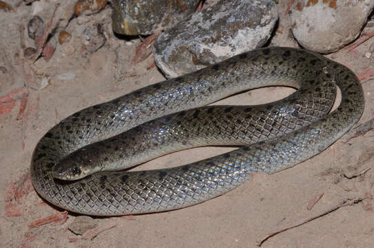 Image of Mexican Hooknose Snake