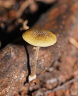 Слика од Simocybe phlebophora E. Horak 1980